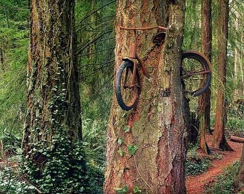 tree-grows-bike.jpg