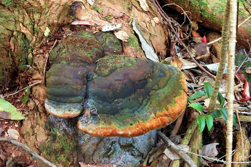 Copy of Watagans - Phellinus fungus.jpg