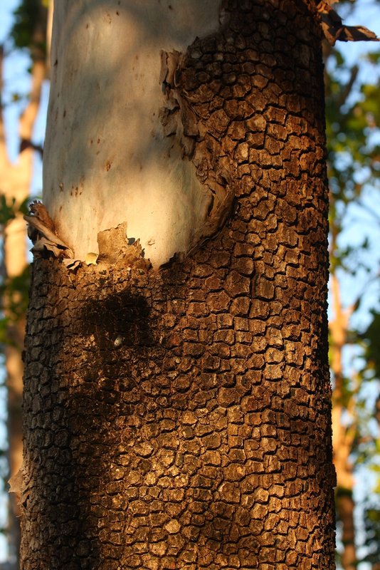 090 Corymbia tessellaris.JPG