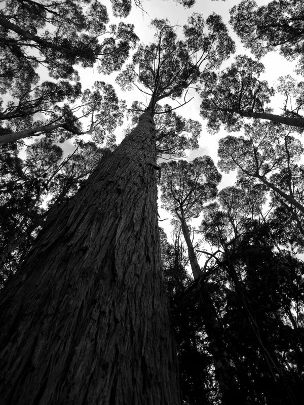 Tall trees 2.jpg