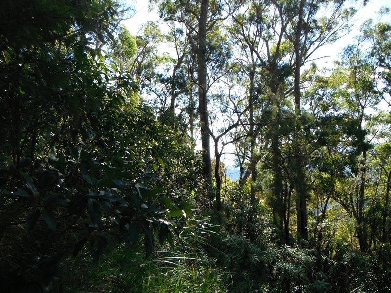 steep ascent Monserrat.jpg