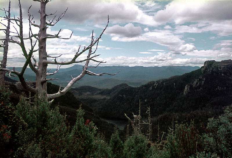 Tree@BarronPass1907.jpg.jpeg