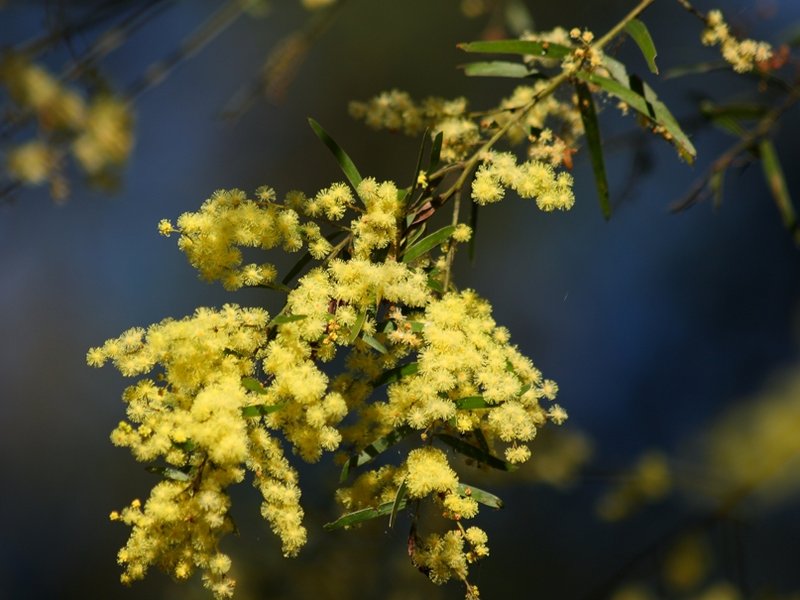 Acacia fimbriata.JPG