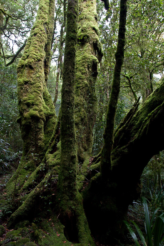 6 - antarctic beech.jpg