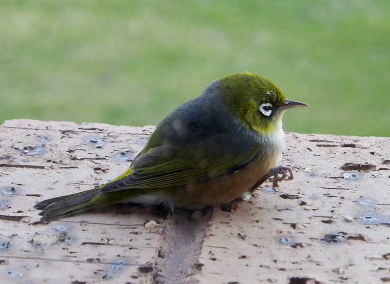 P4300540 silvereye.jpg