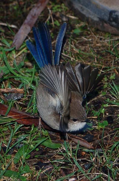 Bird - Superb Wren in eclipse plumage (4).jpg