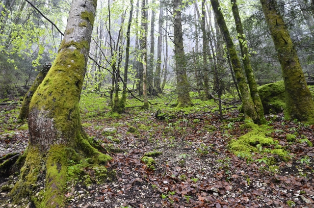 France 2013 - days 22,23,24 Cascades du Herisson 245 (640x424).jpg