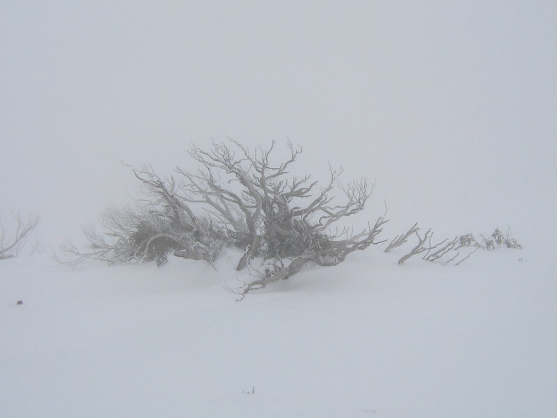 A Study in Grey_ Dead snowgum in the mist.jpg