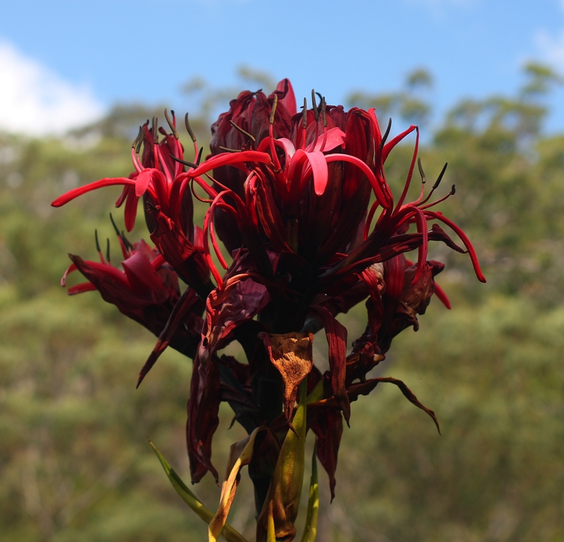 014 Doryanthes excelsa.JPG