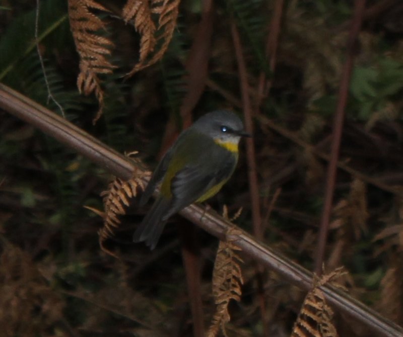 Eastern yellow robin.jpg