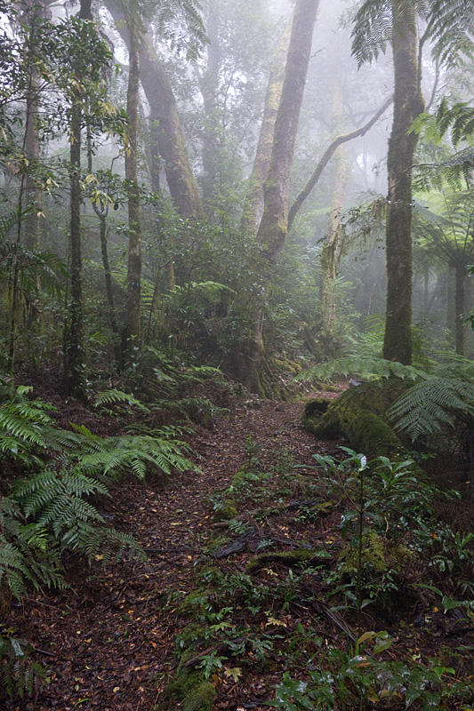 02 - walking through the mist.jpg