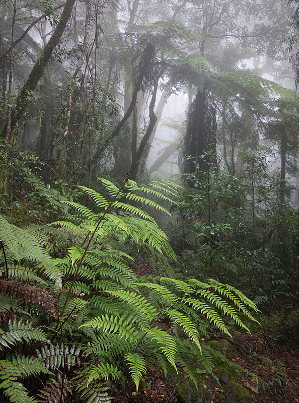 03 - Gondwana rainforest.jpg