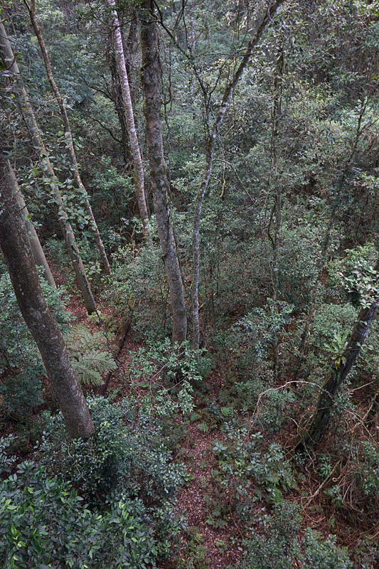 12 - view from the skywalk.jpg