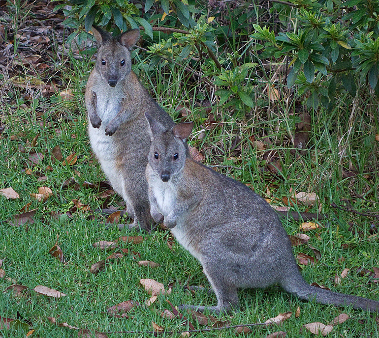 13 - red-necked-pademelons-Thylogale-thetis.jpg