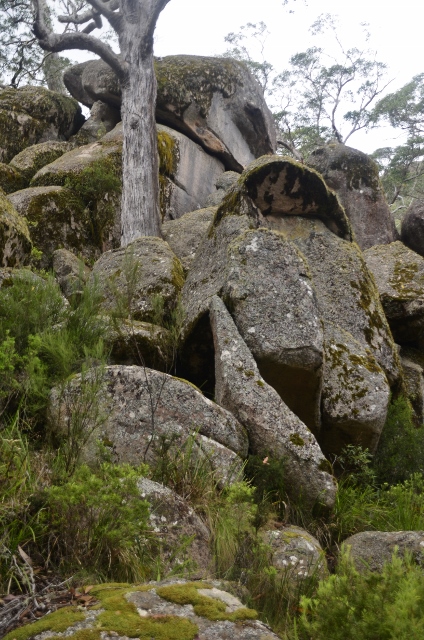 Cathedral Rocks (35) (424x640).jpg