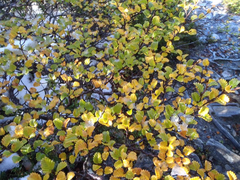 2014-04-27 Hounslow Heath 10 Fagus.JPG