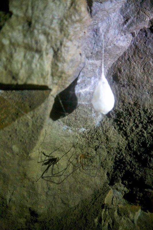 Cave Spider.jpg