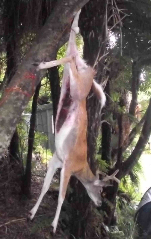 deer hanging from tree.JPG