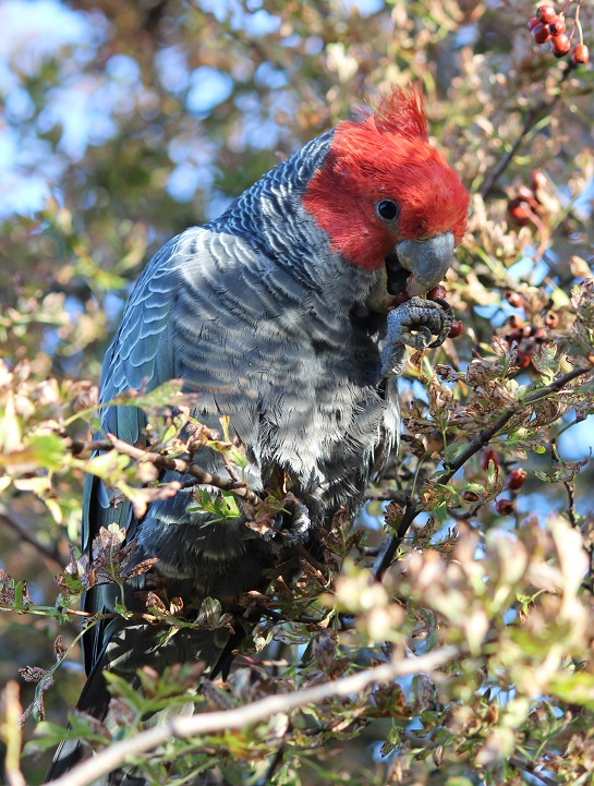 2Gang-gang Cockatoo.jpg