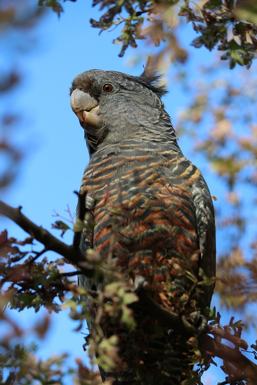 2Gang-gang Cockatoo Female.jpg