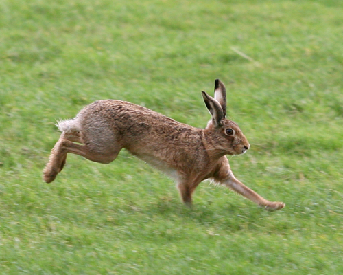 running-hare.jpg