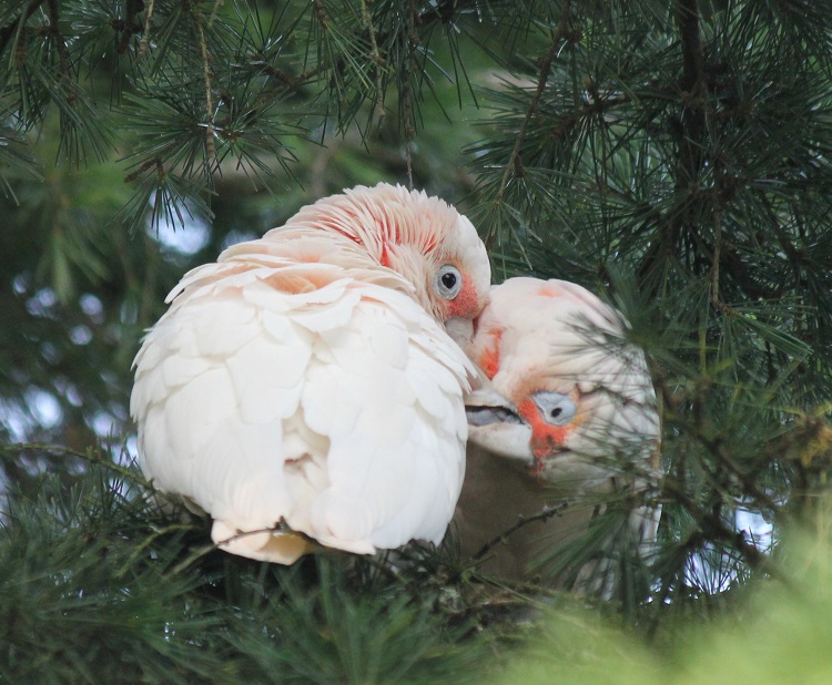 Long-billed corella 3.jpg