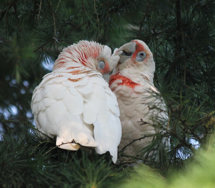 Long-billed corella 4.jpg