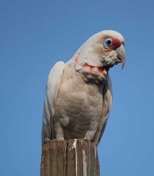 Long-billed corella 1.jpg