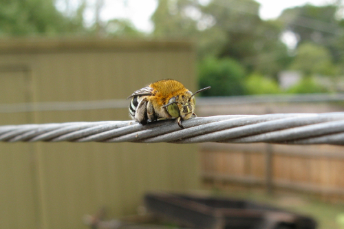 Blue Banded Bee_1.jpg