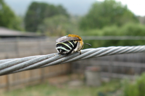 Blue Banded Bee_2.jpg