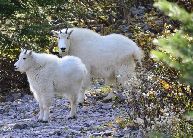 Avalanche Lake - Mountain goats (2) (640x458).jpg