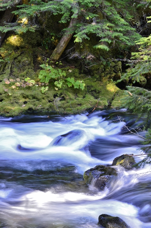 McKenzie River between Sahalie and Koosah (11) (530x800).jpg