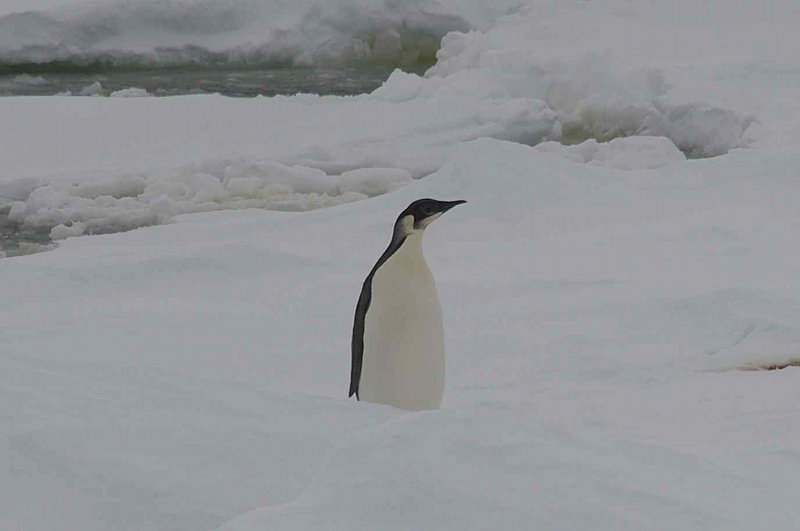 Emperor Penguin.jpg