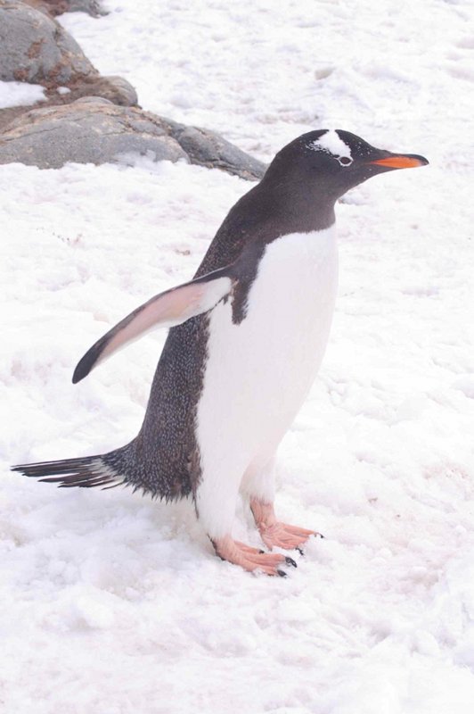 Gentoo_Penguin_002.jpg