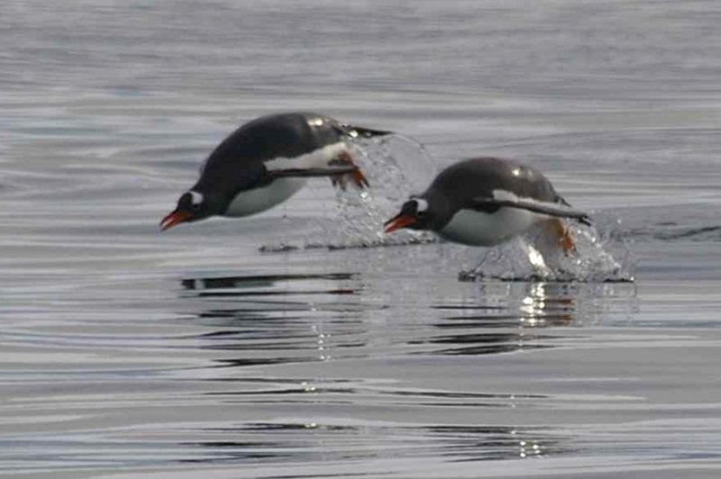 Gentoo_Penguin_003.jpg