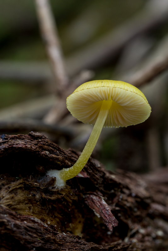 022 mushroom.JPG