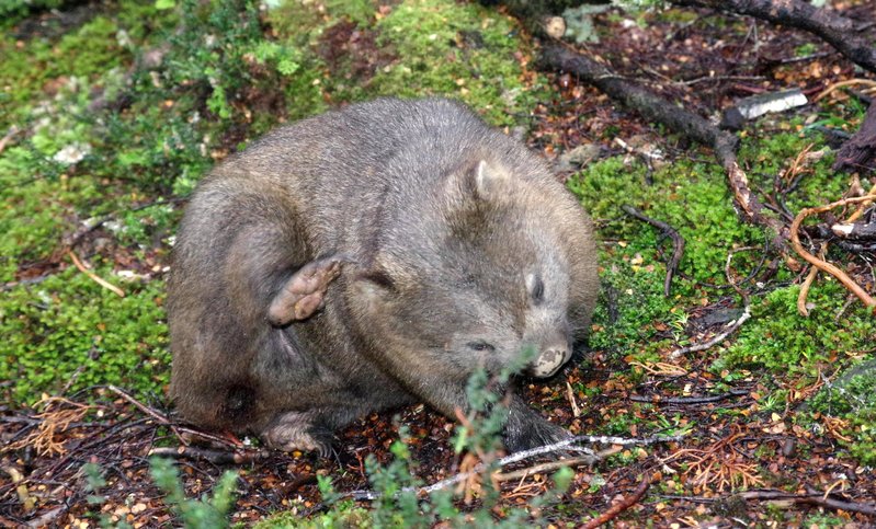 9265Wombat.jpg