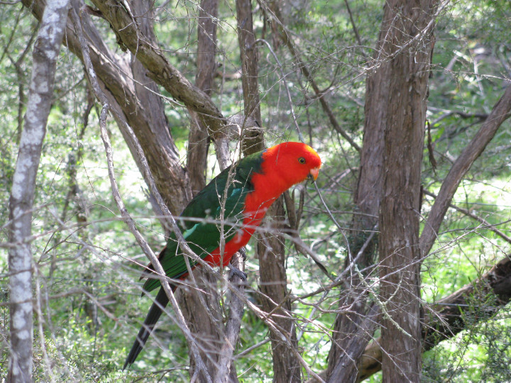 King Parrot Male.jpg