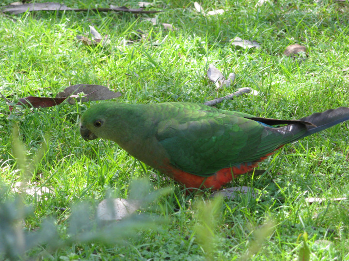 King Parrot Female.jpg