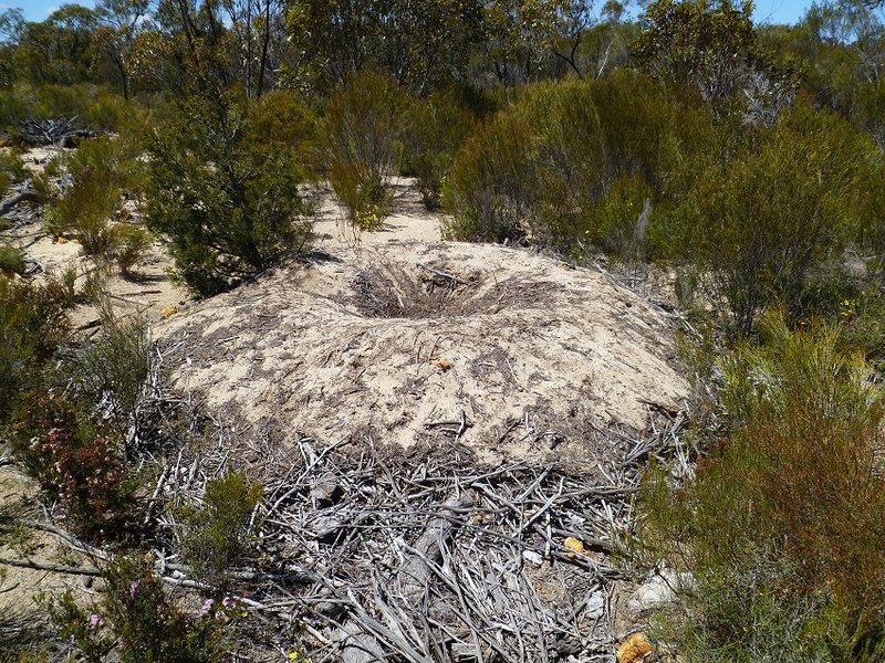 Mallee Fowl nest.jpg