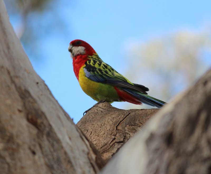 Eastern rosella.jpg