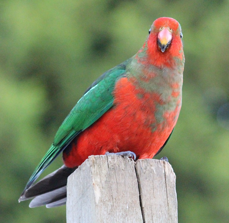 King parrot.jpg