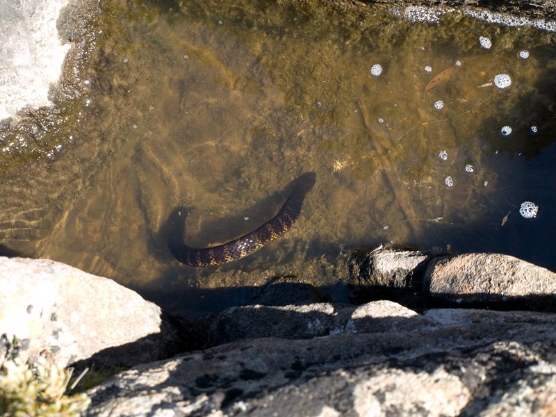 Tiger Snake 2.jpg