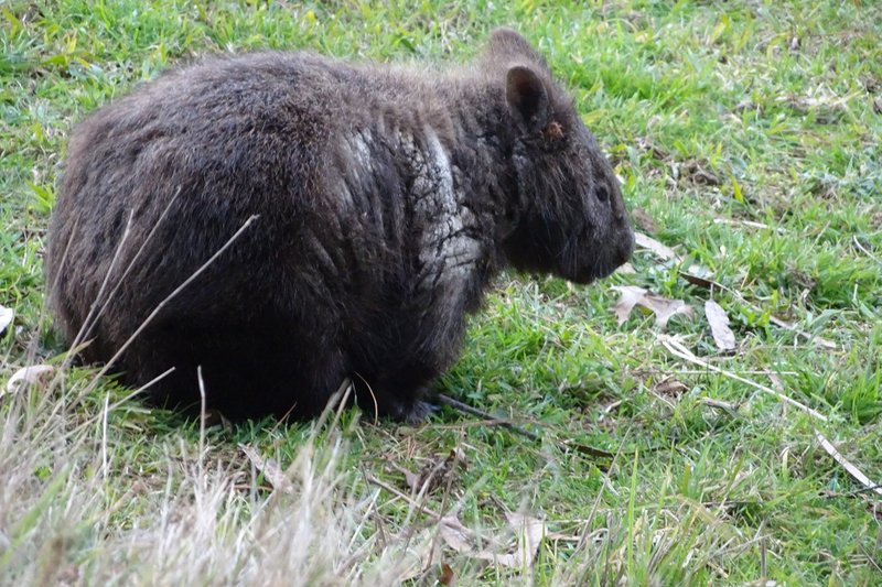 wombat.jpg