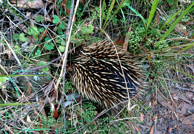 Day 2 Echidna.jpg