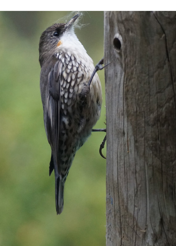 treecreeper.jpg