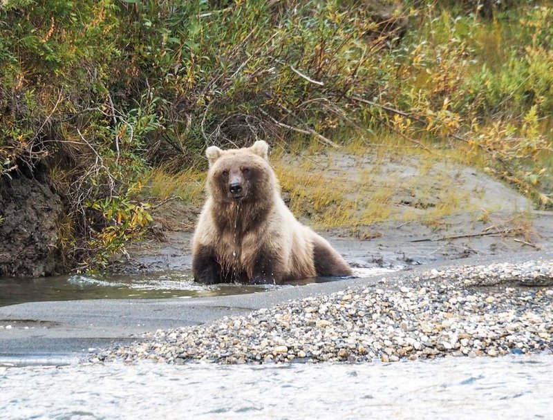 Bear in pool.jpg