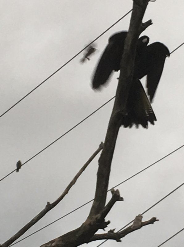 Yellow tailed black cockatoo.jpg