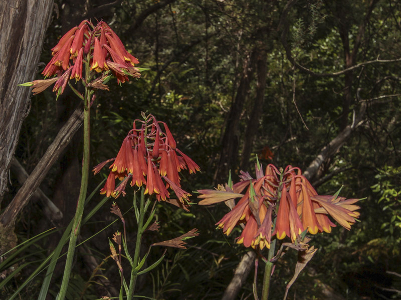 Tasmanian Christmas Bells.JPG