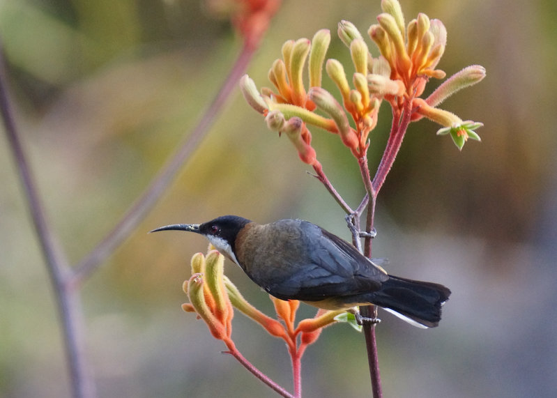 Honeyeater 07 01.jpg